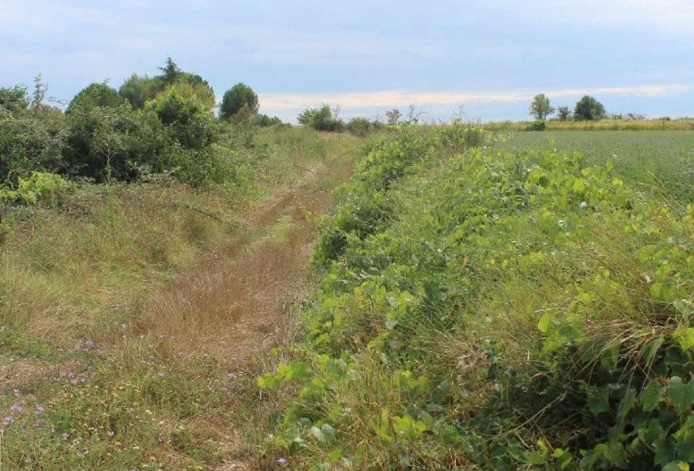 à vendre Terrain non constructible Saussan - Photo 3