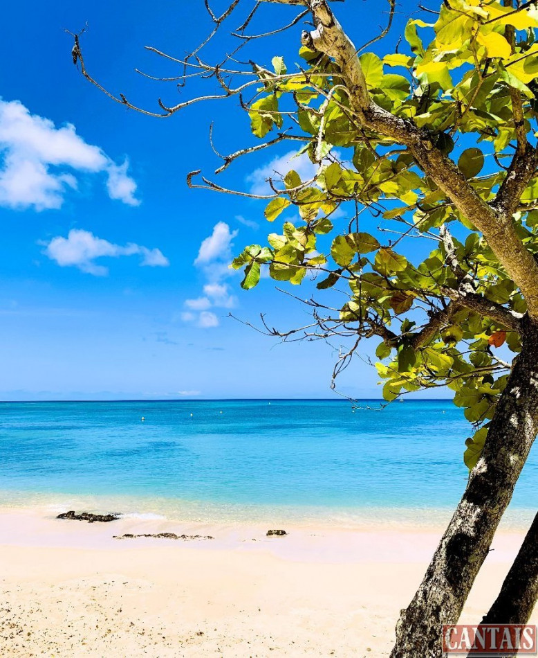 à vendre Gîte Basse Terre - Photo 3