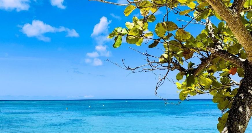 vente Gîte Basse Terre