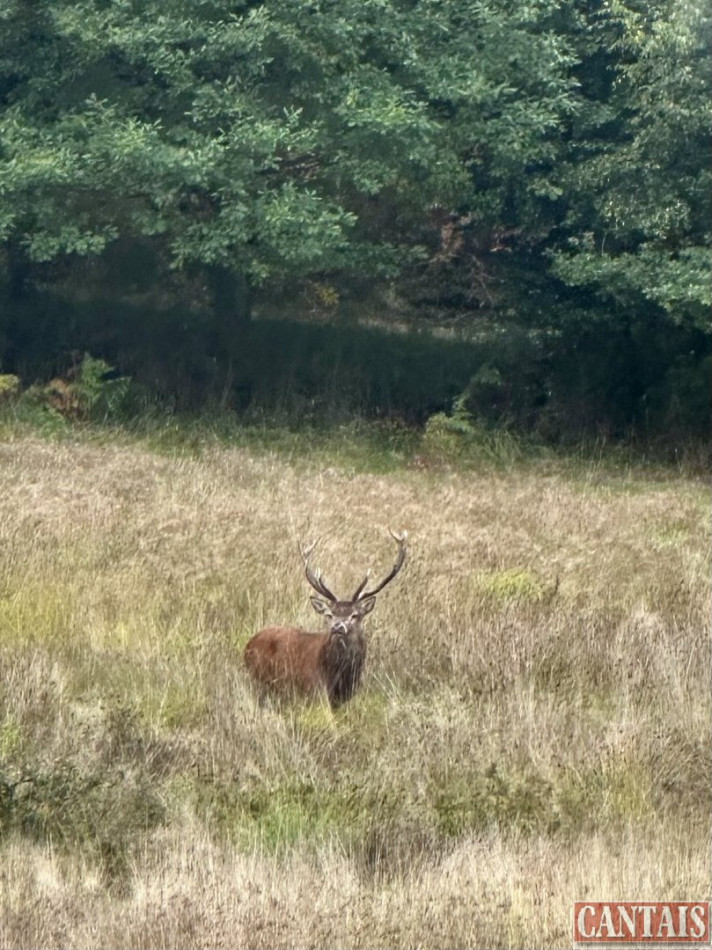 à vendre Gîte Marchal - Photo 2