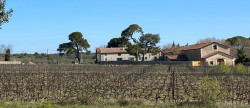 vente Propriété viticole Puisserguier