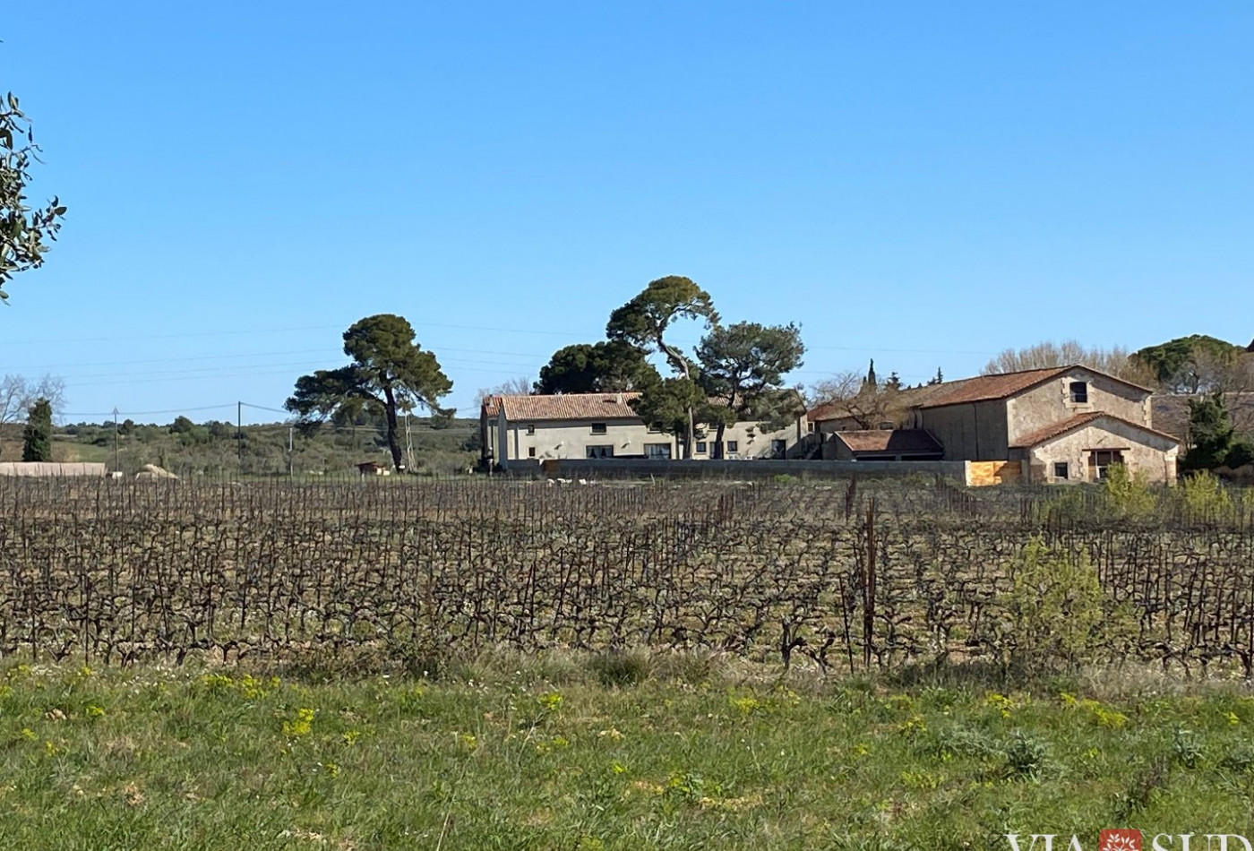 vente Propriété viticole Puisserguier - Photo 1