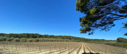 vente Propriété viticole Puisserguier