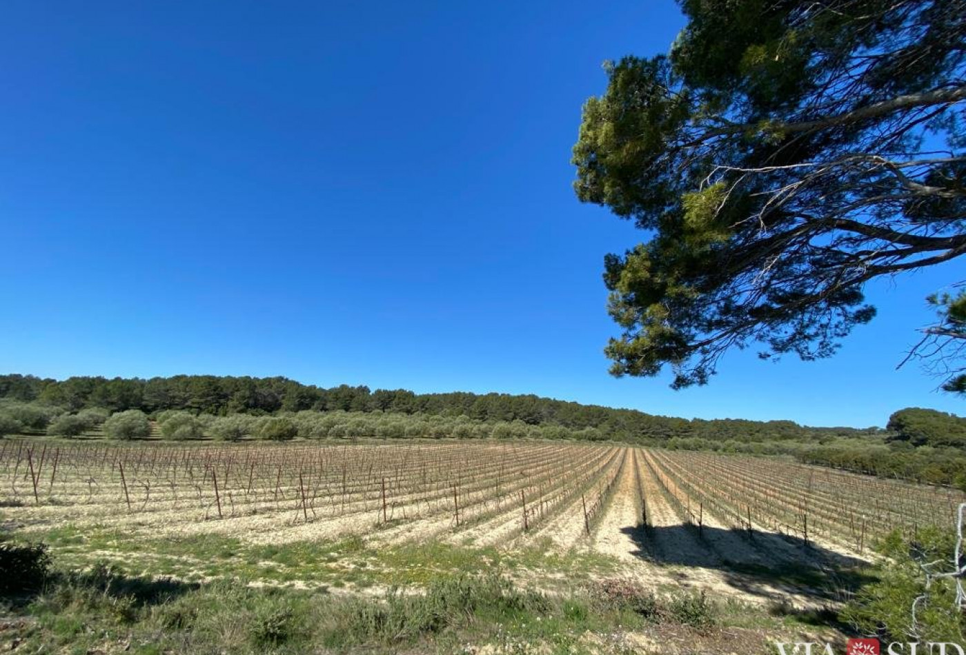 vente Propriété viticole Puisserguier - Photo 2