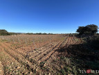 vente Propriété viticole Saint Chinian
