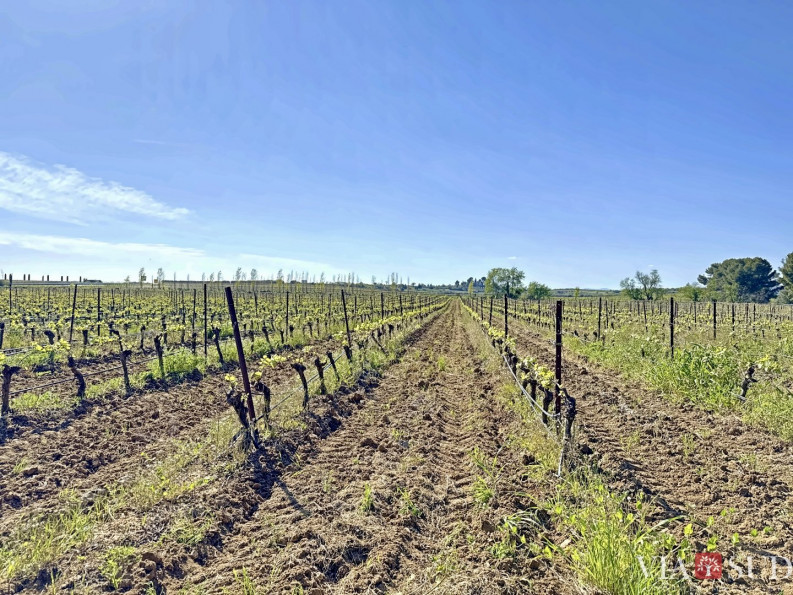 vente Propriété viticole Puisserguier - Photo 8