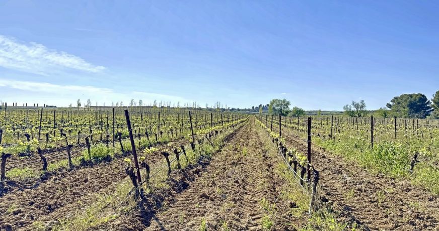 vente Propriété viticole Puisserguier