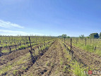 vente Propriété viticole Puisserguier