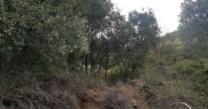 vente Terrain boisé – forêt Octon