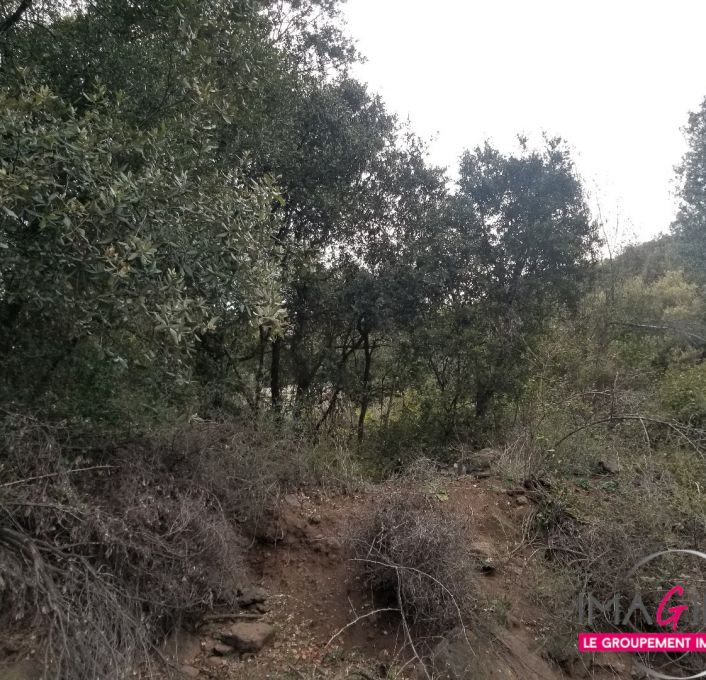 à vendre Terrain boisé – forêt Octon