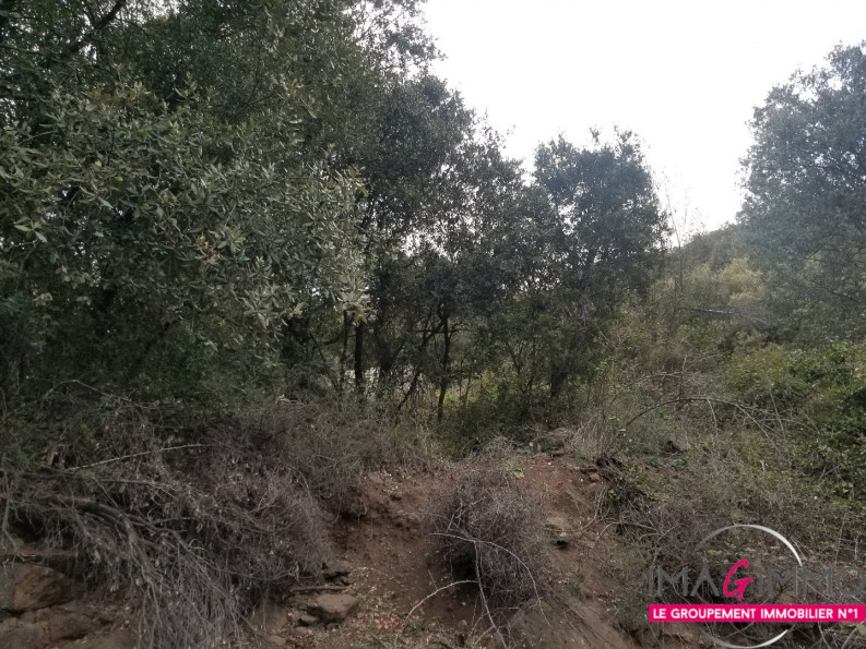 vente Terrain boisé – forêt Octon