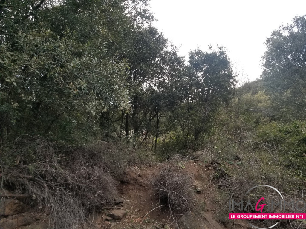 vente Terrain boisé – forêt Octon - Photo 5