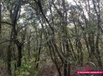 à vendre Terrain boisé – forêt Octon