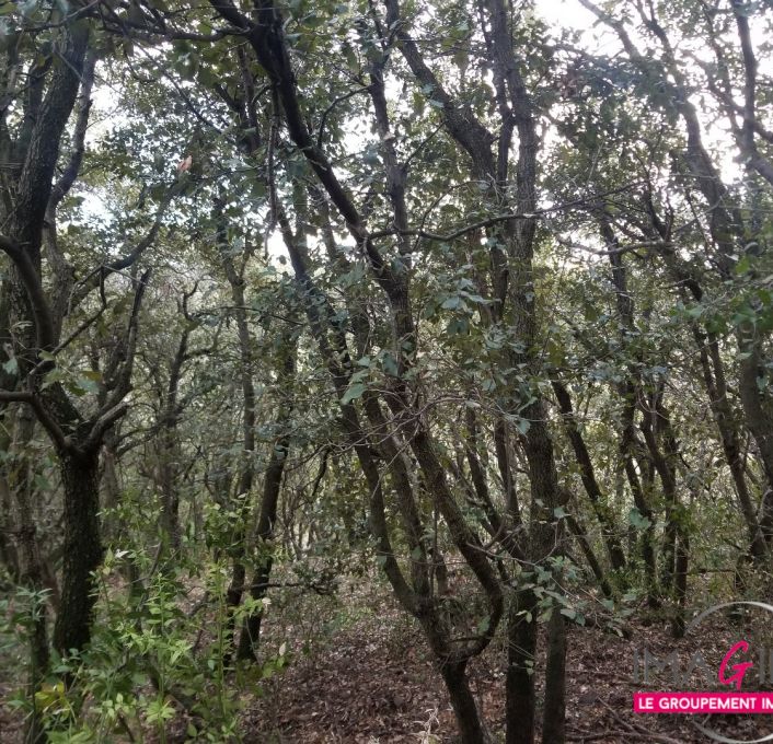 à vendre Terrain boisé – forêt Octon