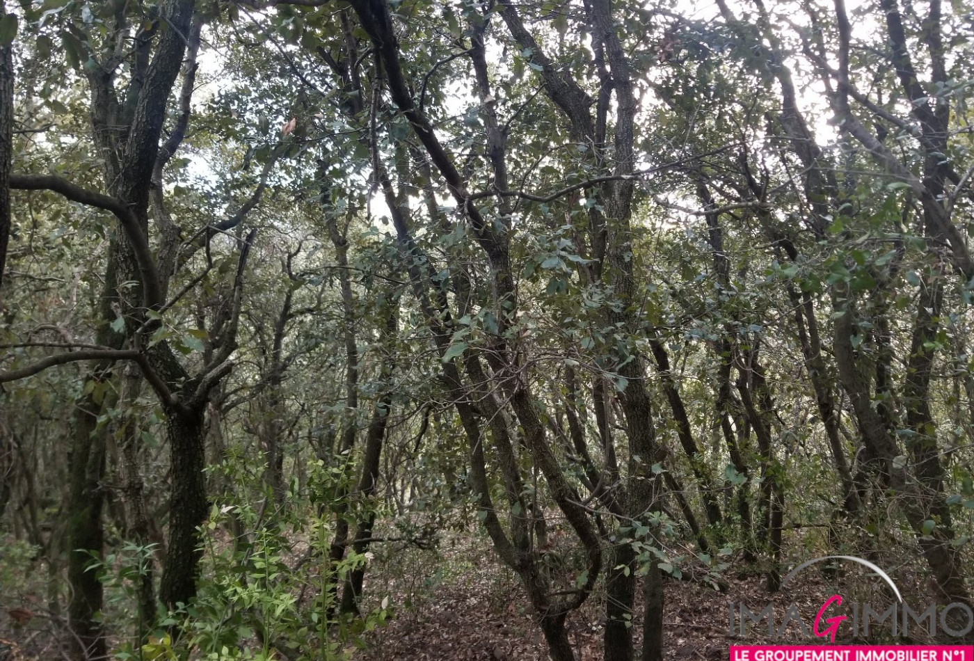 à vendre Terrain boisé – forêt Octon - Photo 1