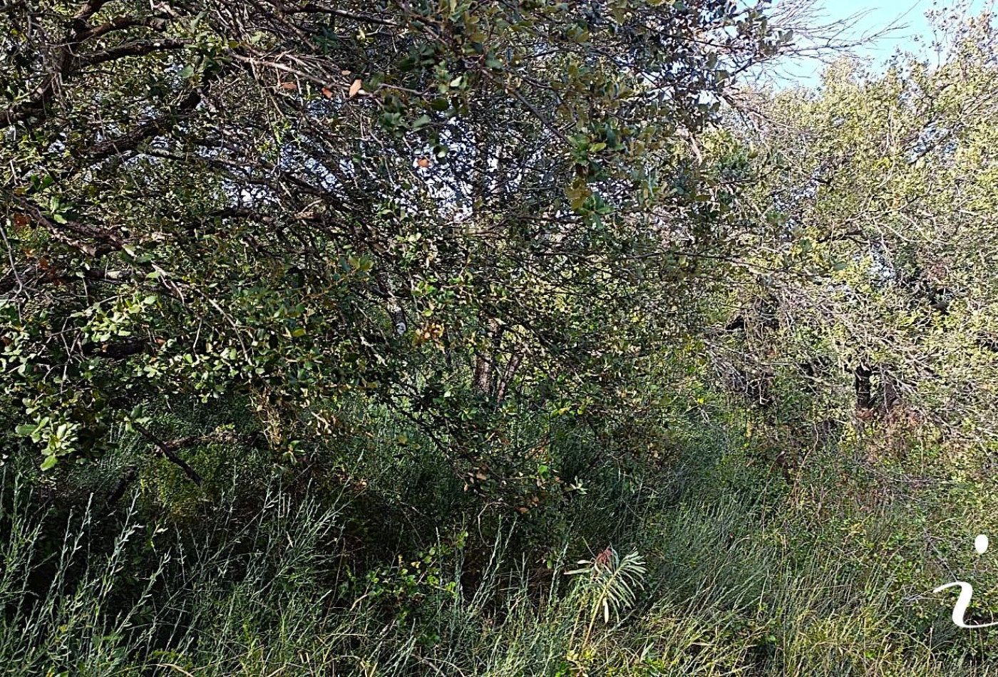 à vendre Terrain agricole Lagamas - Photo 4