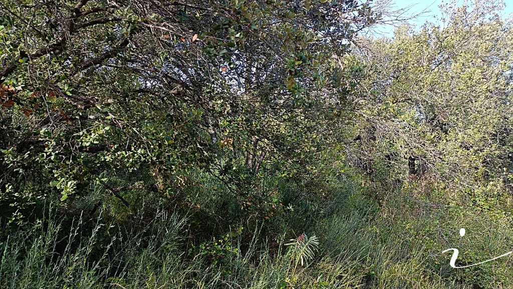 vente Terrain agricole Lagamas - Photo 4