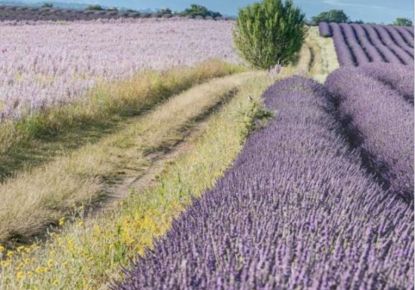 vente Appartement haussmannien Aix En Provence