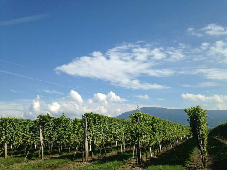 vente Appartement en frais réduits Saint Julien En Genevois - Photo 2