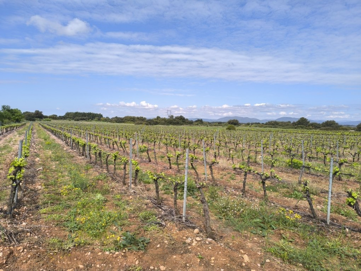 à vendre Propriété viticole Cazedarnes - Photo 7