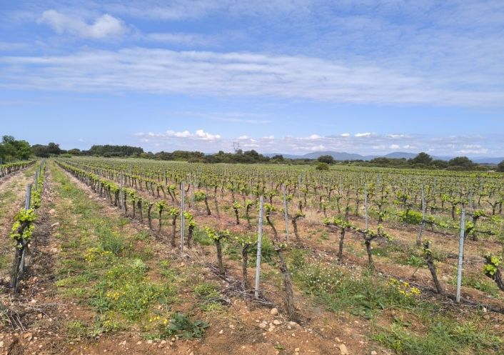 à vendre Terrain viticole Cazedarnes