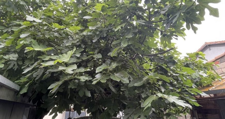 vente Maison à rénover Agde