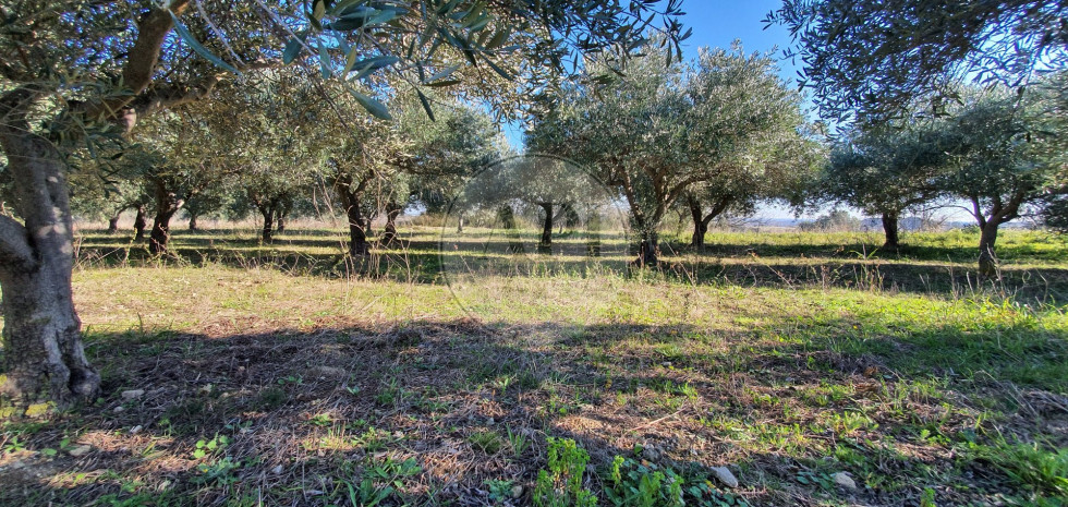 vente Terrain agricole Pezenas - Photo 5