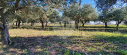 vente Terrain agricole Pezenas