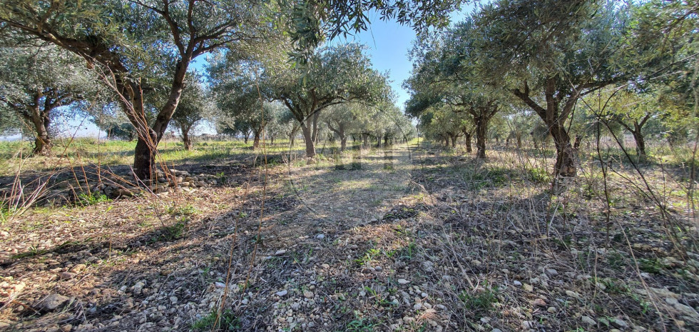 vente Terrain agricole Pezenas - Photo 7