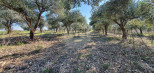vente Terrain agricole Pezenas