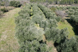 vente Terrain agricole Pezenas