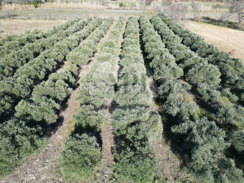 vente Terrain agricole Pezenas - Photo 2