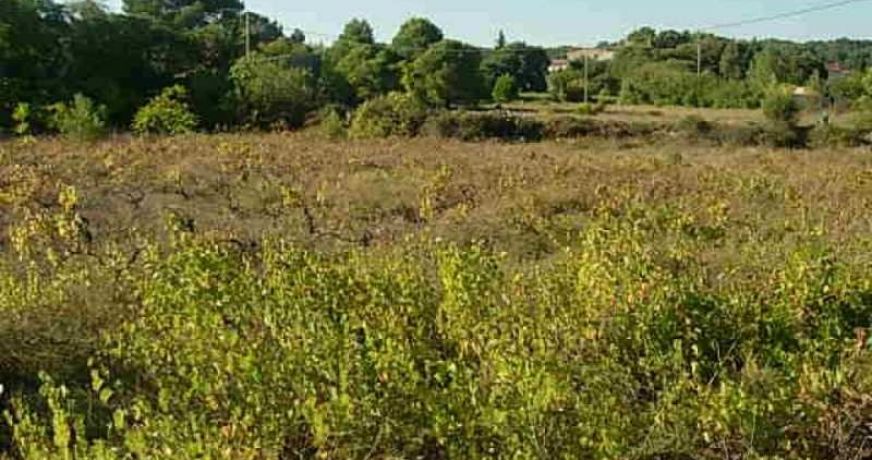 vente Terrain constructible Clermont L'herault