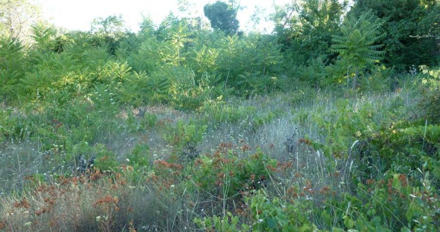 vente Terrain constructible Clermont L'herault