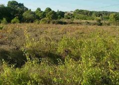 vente Terrain constructible Clermont L'herault