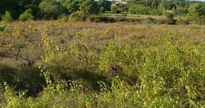 vente Terrain constructible Clermont L'herault