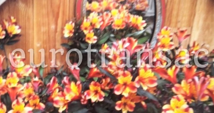 vente Appartement Florensac