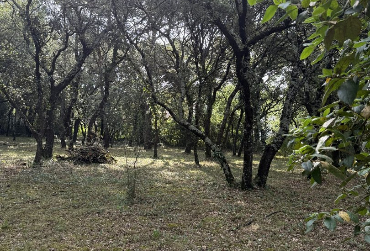 sale Terrain Beaulieu - Photo 1