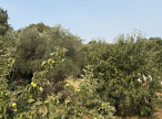 vente Terrain constructible Laroque