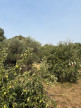 vente Terrain constructible Laroque