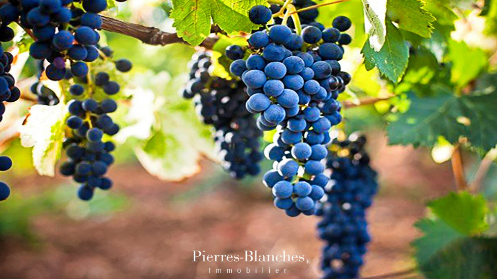 vente Château Pezenas - Photo 8