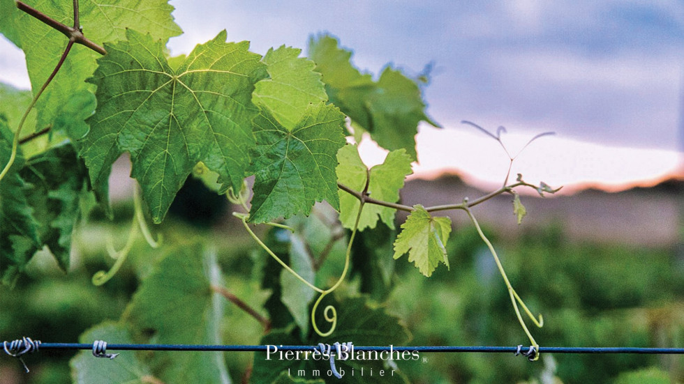 vente Château Pezenas - Photo 7