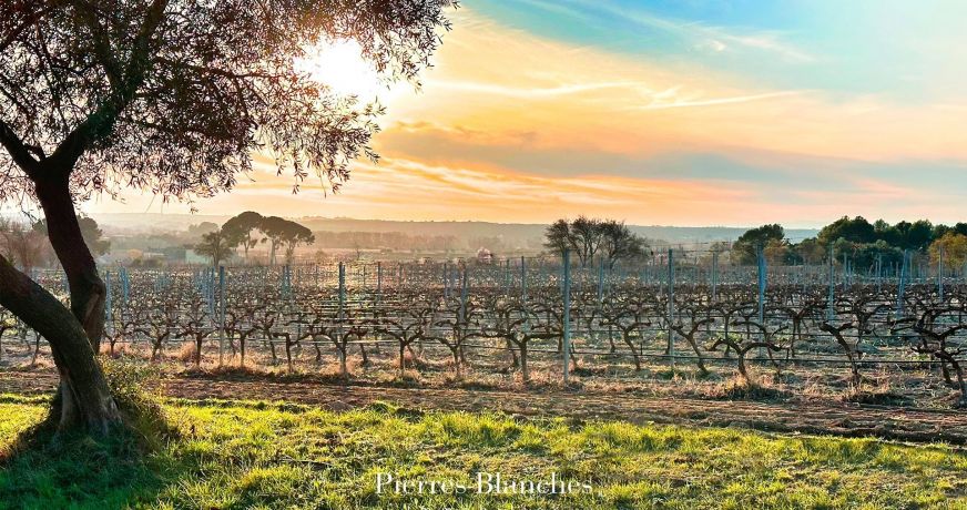 vente Propriété viticole Pezenas