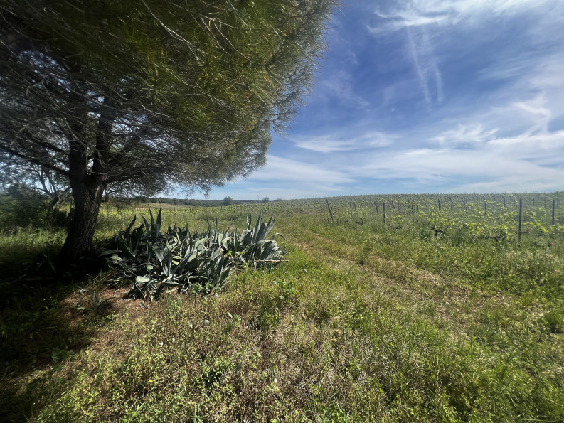 vente Maison Nizas - Photo 4