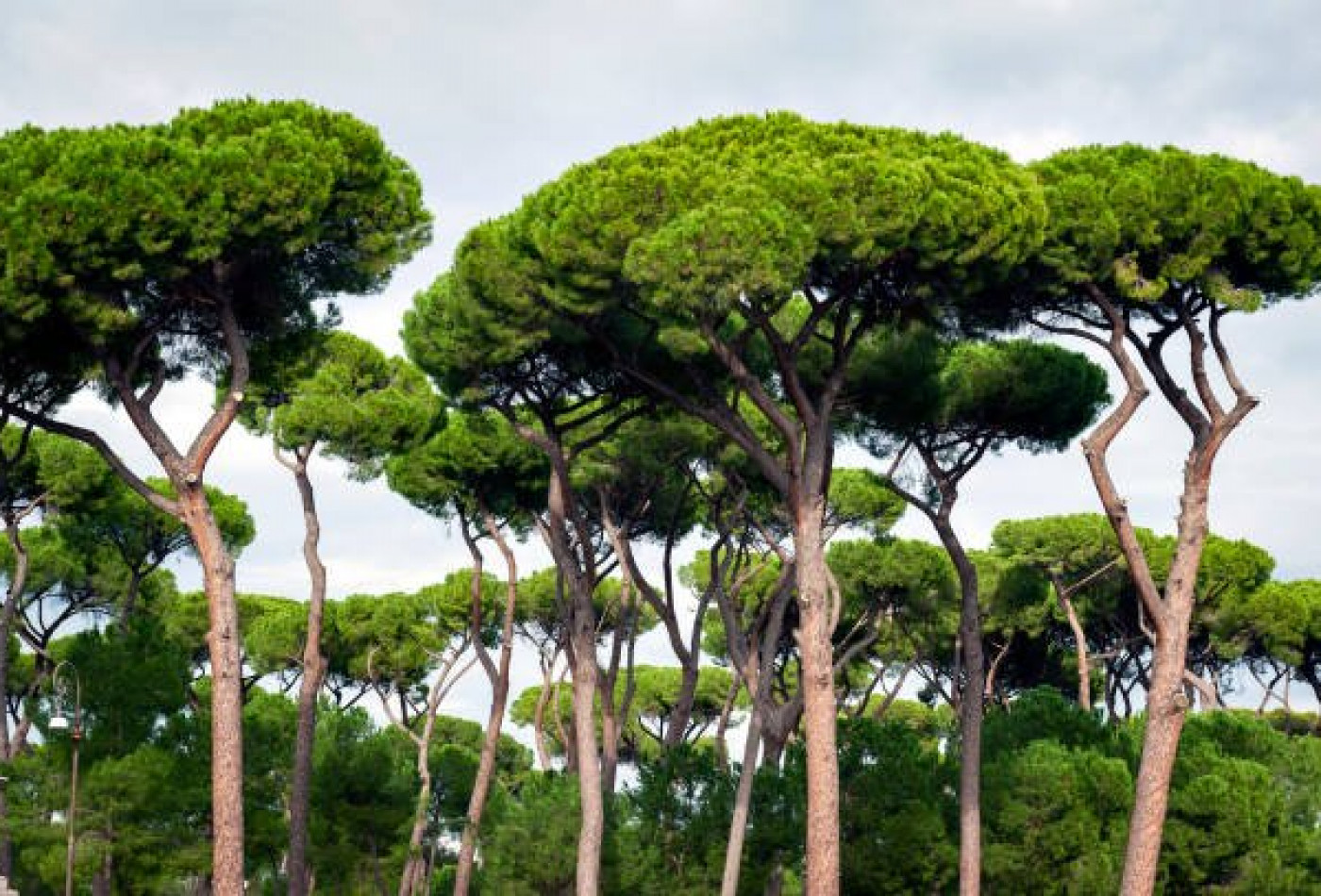 vente Appartement terrasse Saint Clement De Riviere - Photo 8