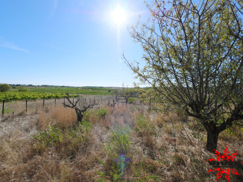 vente Terrain agricole Quarante - Photo 1