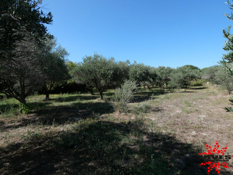 vente Terrain constructible Capestang - Photo 1