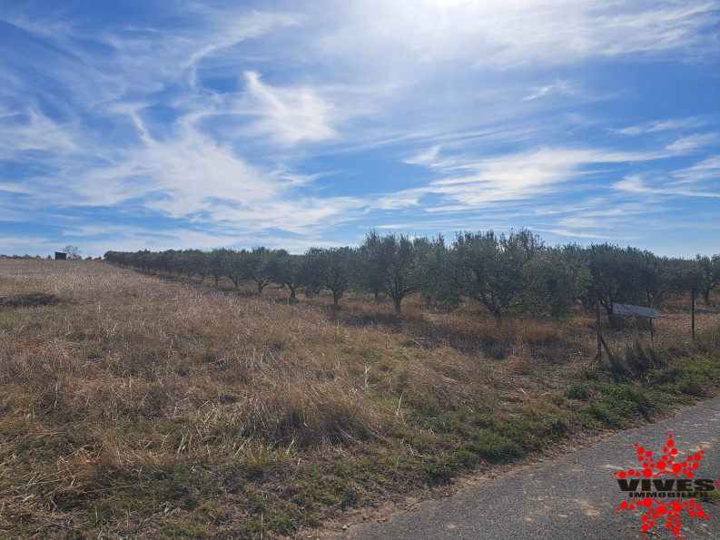 vente Terrain agricole Capestang - Photo 3