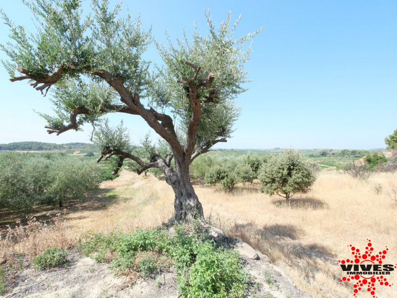 vente Terrain agricole Cazouls Les Beziers - Photo 8