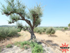 vente Terrain agricole Cazouls Les Beziers